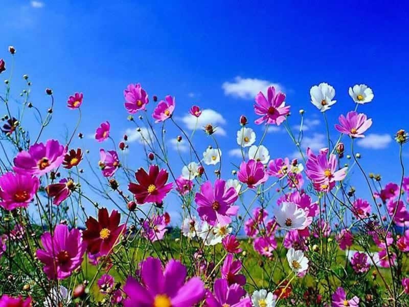 Αρχείο:spring flowers.jpg
